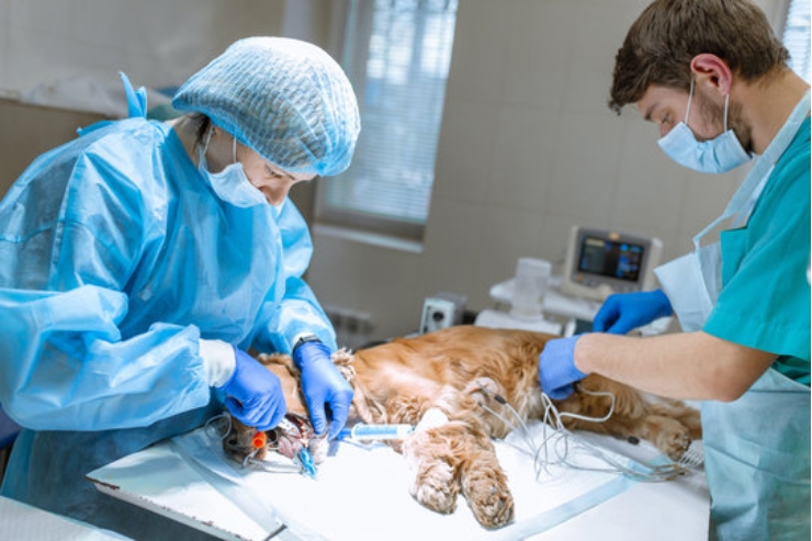 All Types of Surgeries