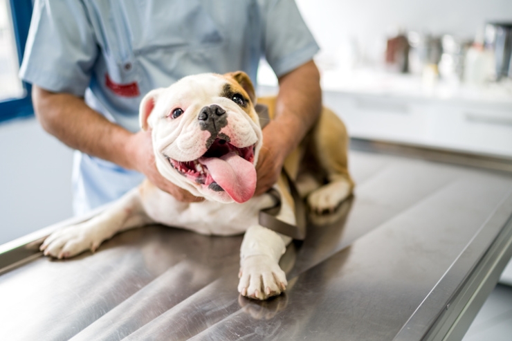 Fecal Examination