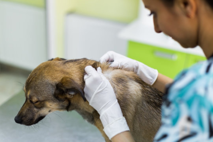 Skin Examinations
