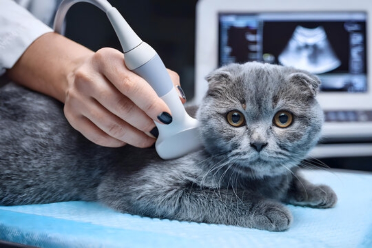 Ultrasonography