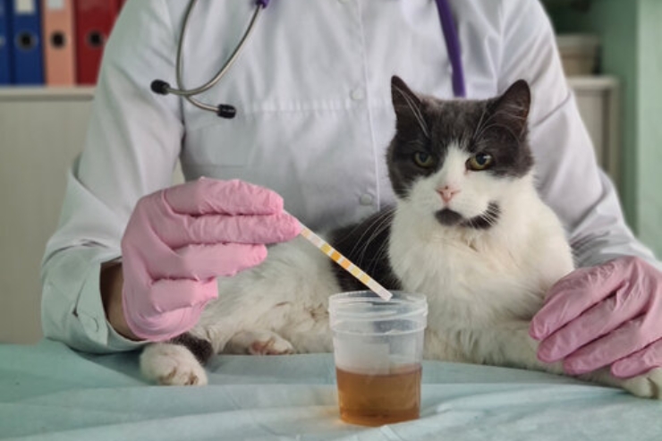 Urine Analysis